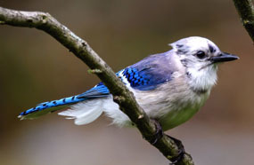 a leucistic blue jay