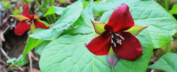 red trillium - courtesy of Chris Bowser