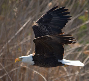 bald eagle