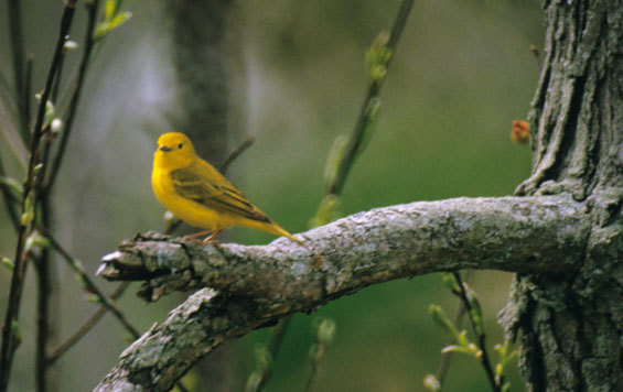 A yellow Warbler perched on a branch