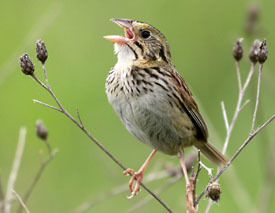 Henslow's sparrow