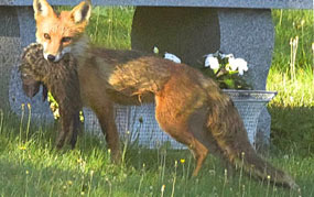 red fox with woodchuck