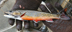 brook trout