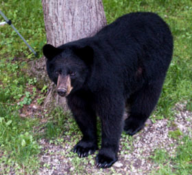 black bear