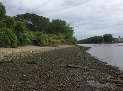 Hudson Shores intertidal zone and bank