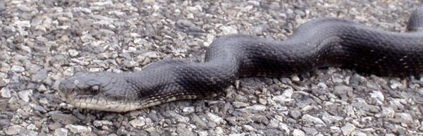 black rat snake (see 6/9/17) - photo courtesy of Bob Ottens