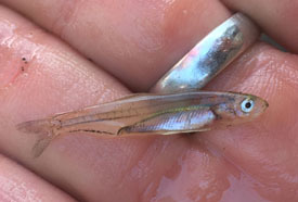young-of-the-year American shad