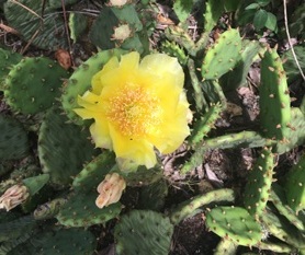 flowering Prickly Pear cactus