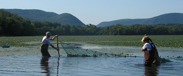 Seining on the Hudson near Beacon during the Great Hudson River Fish Count