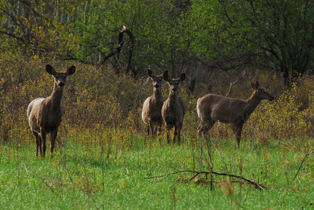 Antlerless Deer Photo by Dick Thomas