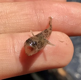 YOY oyster toadfish