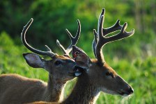 Velvet Bucks_Dick Thomas picture