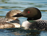 Common Loons
