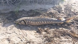 Atlantic sturgeon
