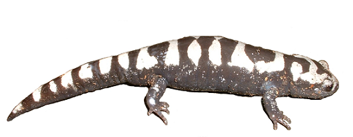 Amphibian Migrations 17 Summary And Marbled Salamanders