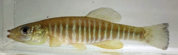 Banded Killifish