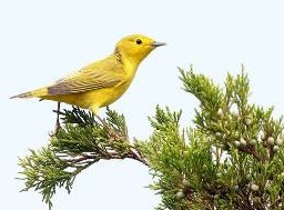 Cape May yellow warbler