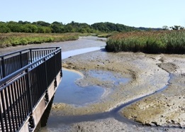 Alley Pond Creek at low tide