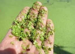 common duckweed