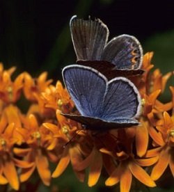 Karner blue butterfly