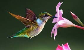 ruby-throated hummingbird