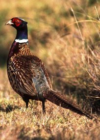 pheasant