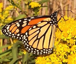 monarch butterfly