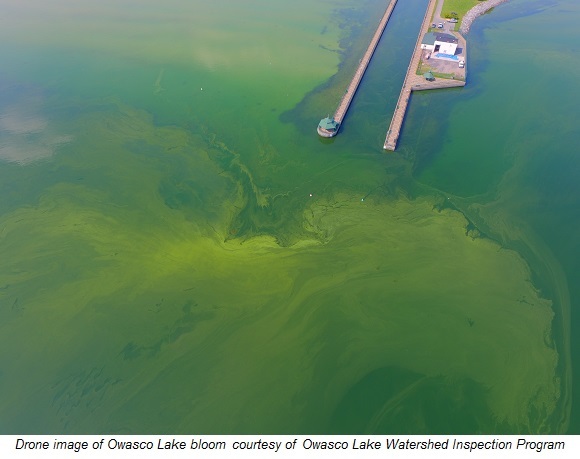 Owasco Lake Bloom