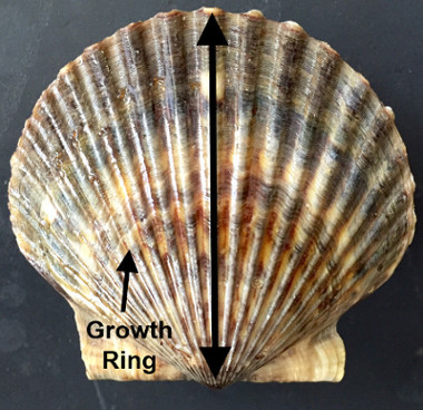 Bay Scallop Measurement
