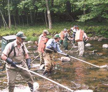 DEC staff conducting trout stream electrofishing survey