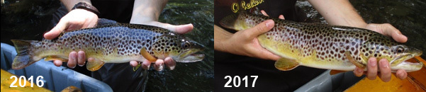 The same Brown Trout collected in 2016 and 2017