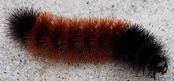woolly bear caterpillar (see 10/6) - photo courtesy of Tom Lake
