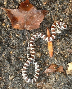 young milk snake