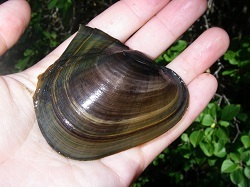 Pink heelsplitter mussel