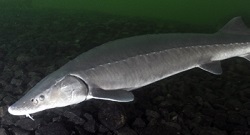 Lake sturgeon