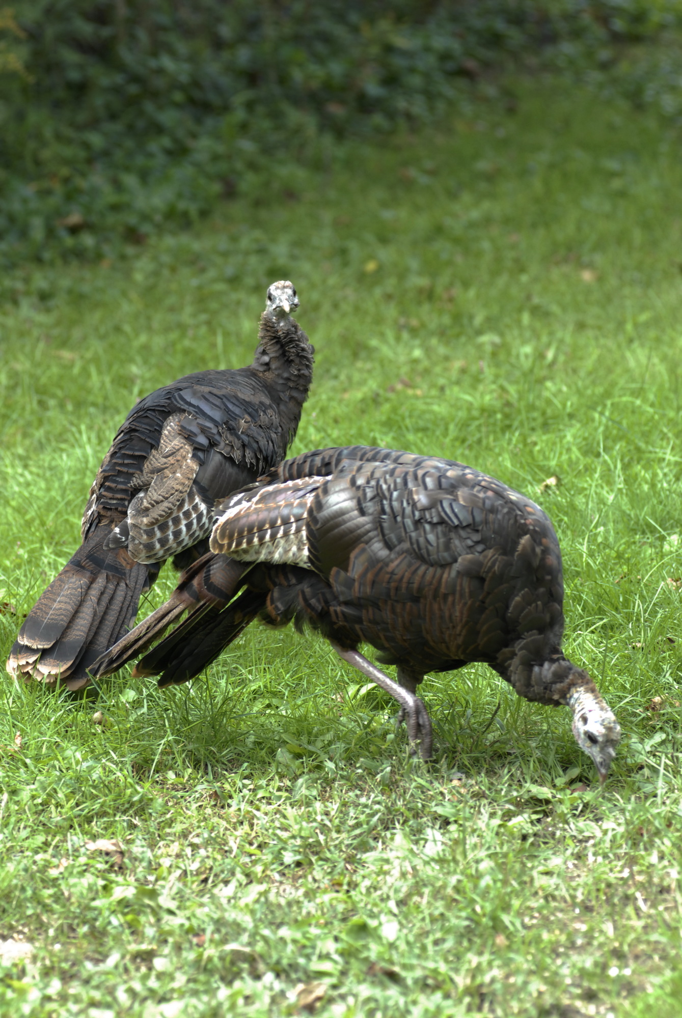 Wild Turkey