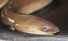 mature American eel with enlarged eye