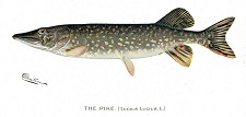 pike