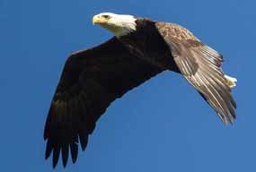 adult bald eagle in flight