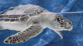 Kemp's Ridley sea turtle