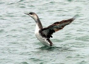 immature red-throated loon
