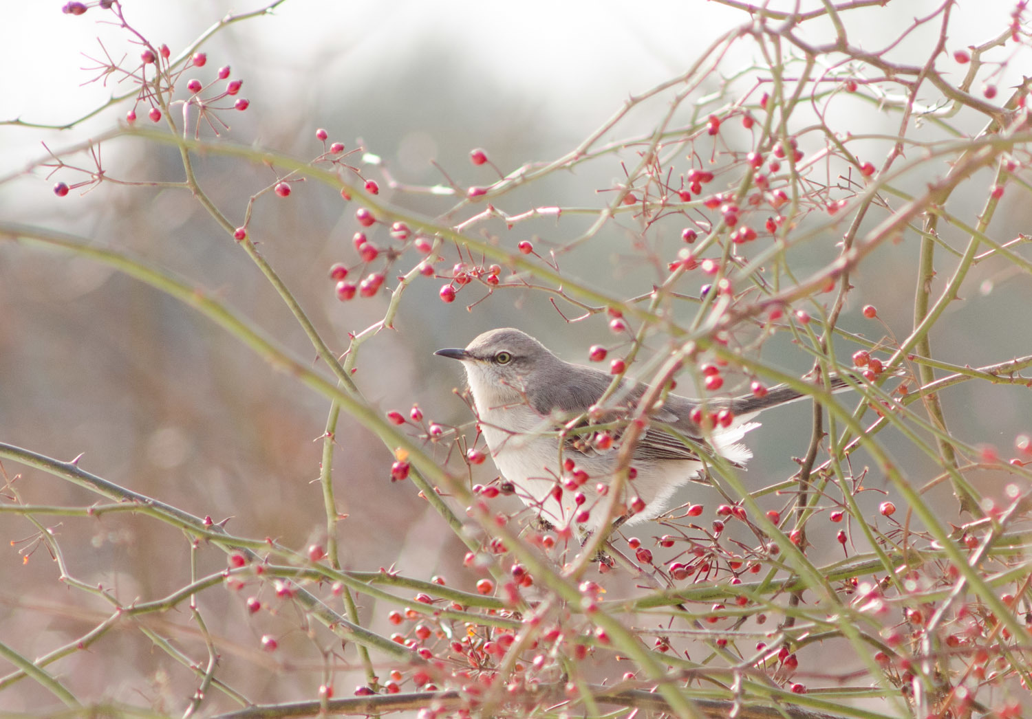 Northern Mockingbird