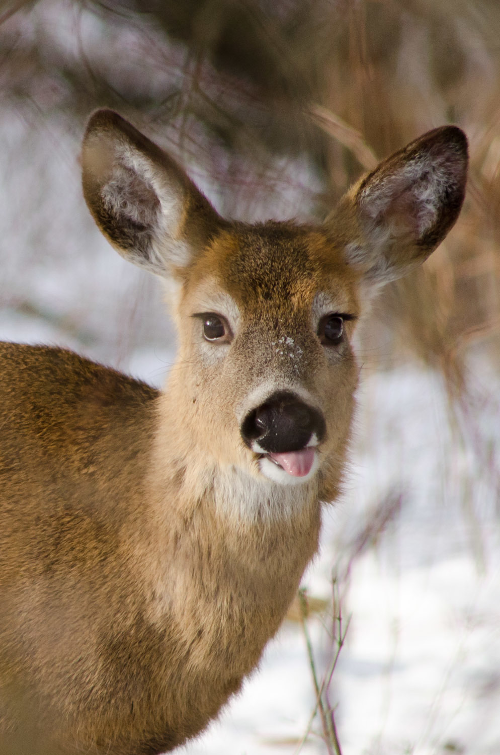 White-tailed Deer