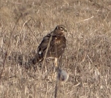 Northern Harrier