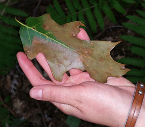 Oak leaf with wilt