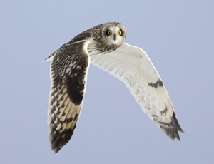 short-eared owl