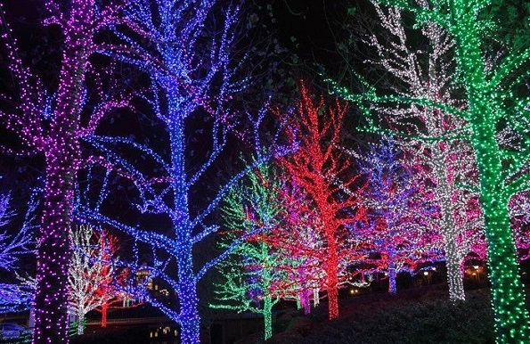 lighted christmas lights on trees