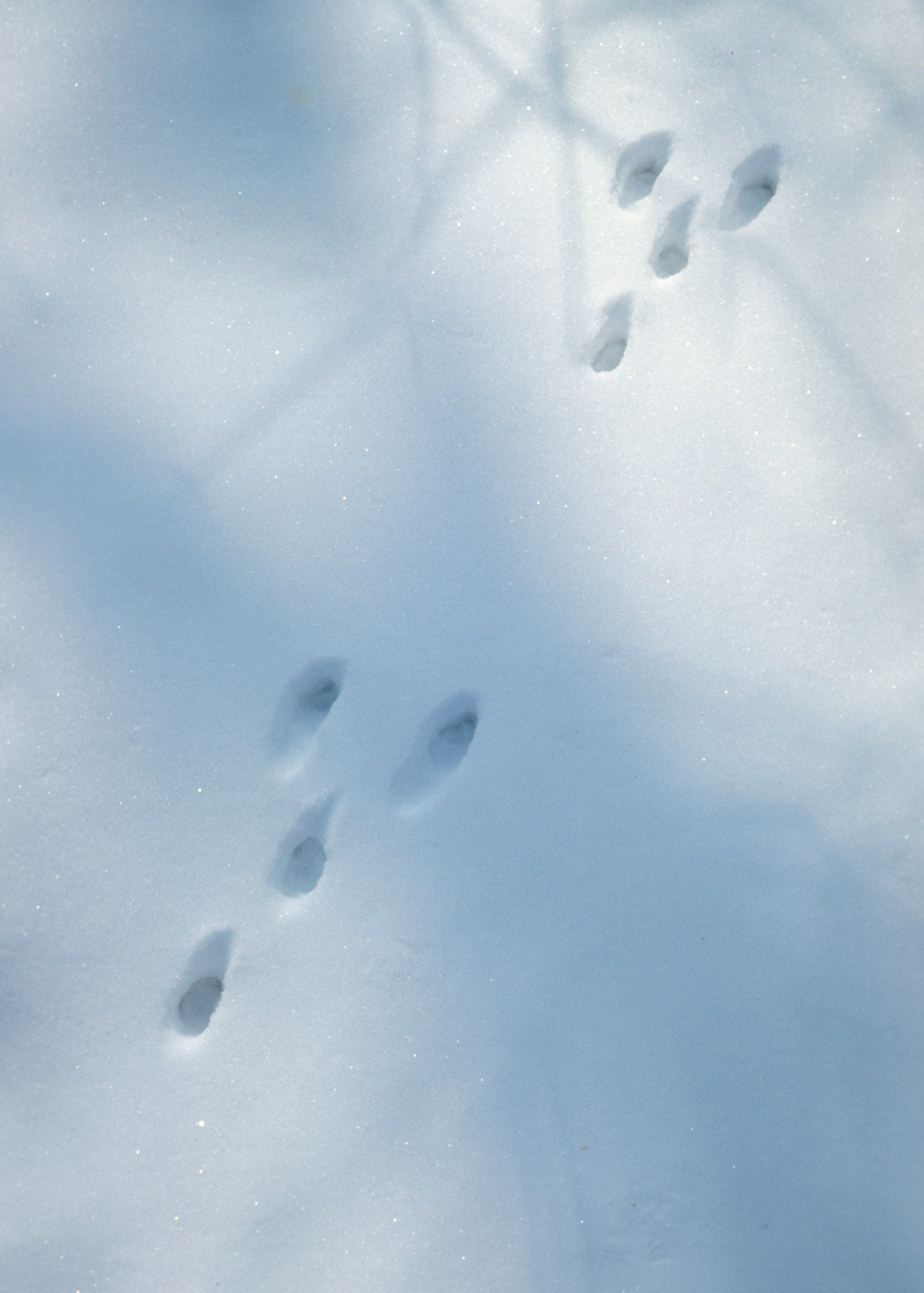 rabbit tracks