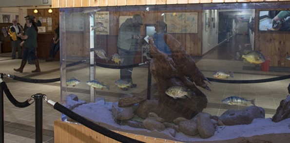 fish tank at the hatchery