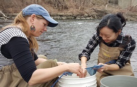 Counting eels at Quassaick Creek